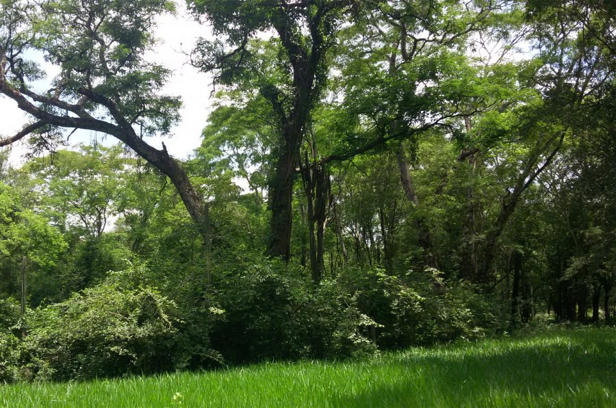 Levantamentos Florísticos