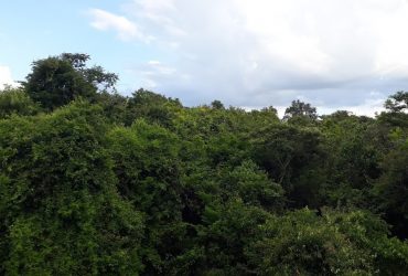Inventário Florestal da Vegetação Natural do Estado de São Paulo