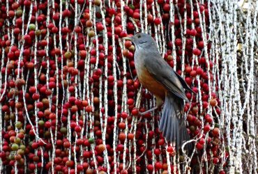 sabiá pousado em uma palmeira-australiana