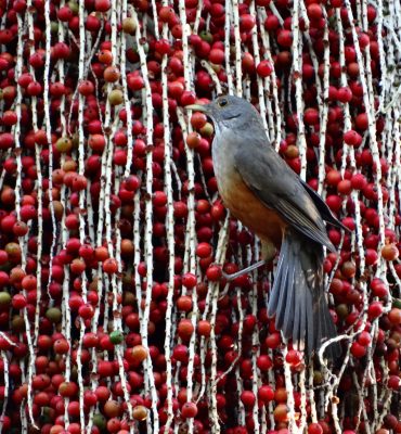 sabiá pousado em uma palmeira-australiana