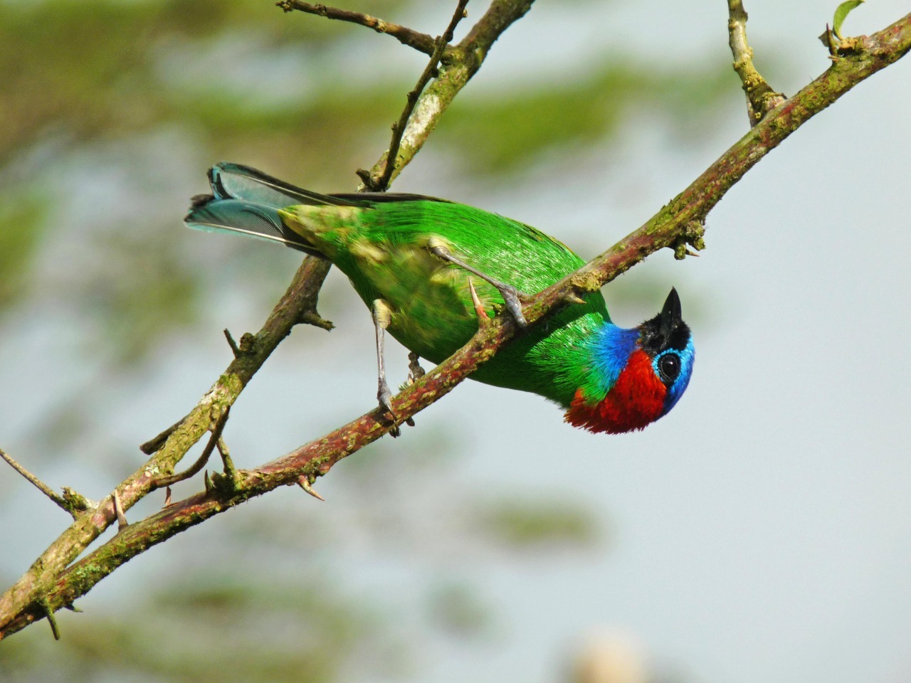 Ave da Floresta Atlântica