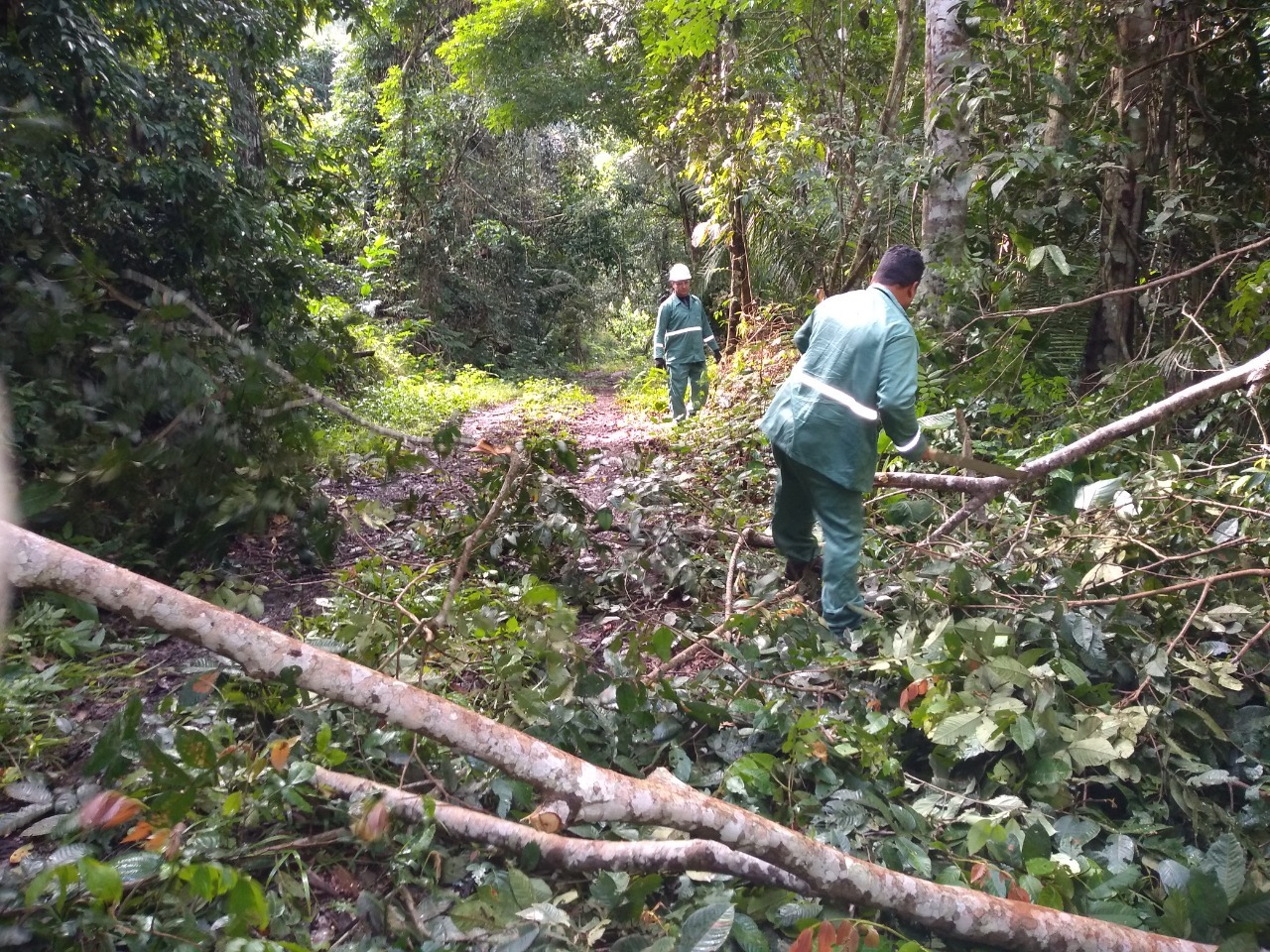 Consultoria Ambiental no Pará
