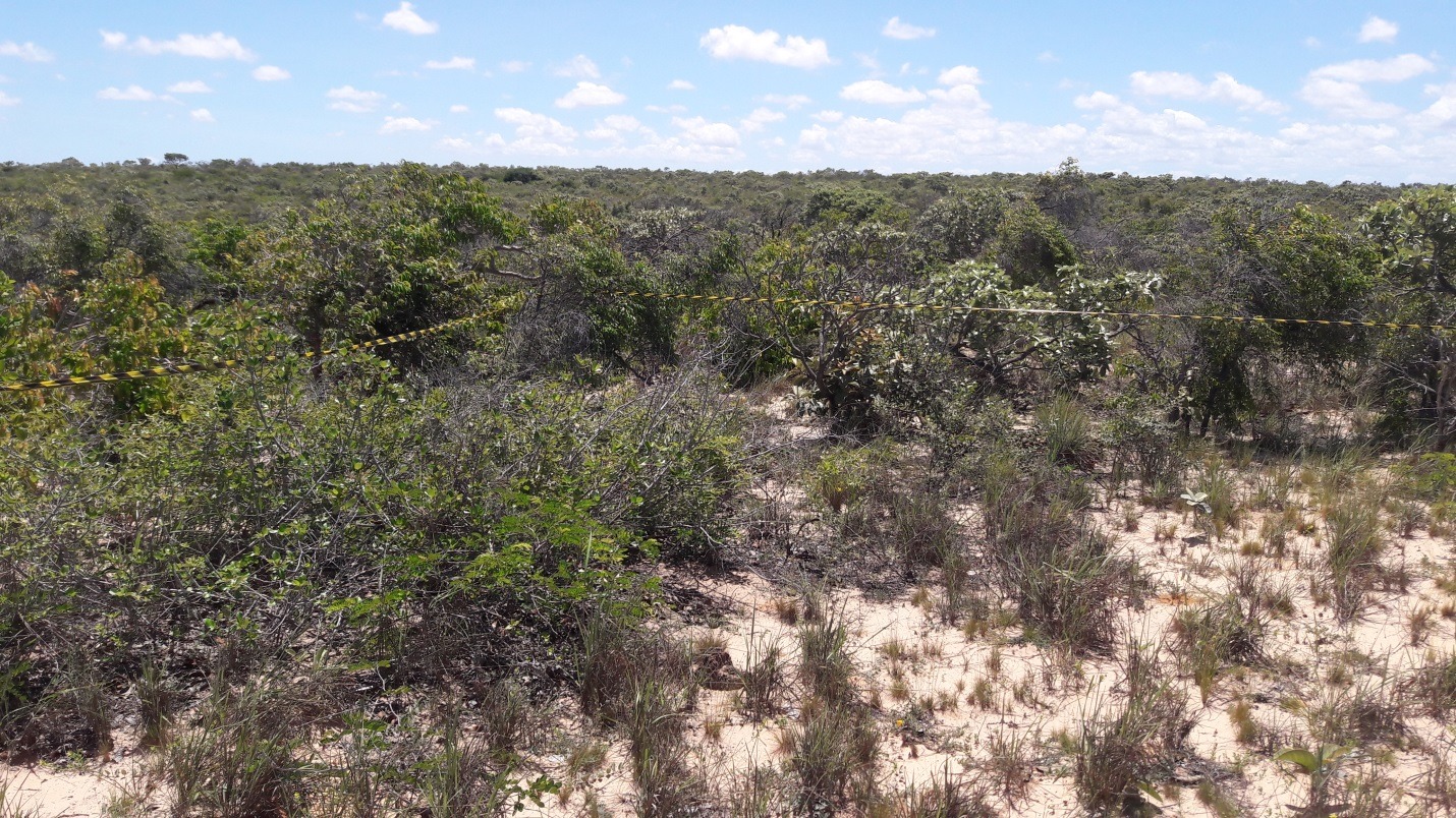 Parcela do inventário florestal